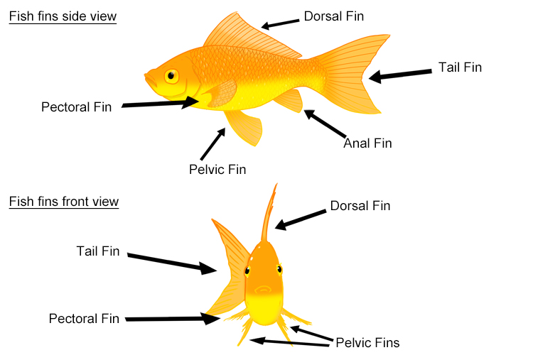 Annotated image of front and side view of fins on a fish